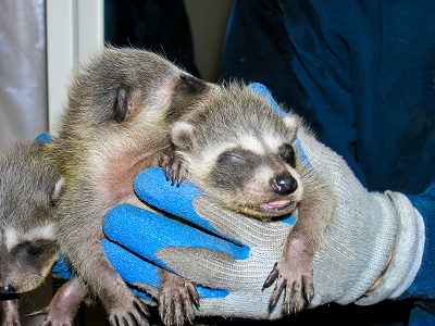 Hands holding three baby raccoons.