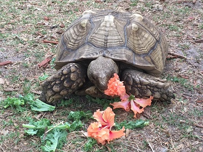 Tortoise eating vegetation.