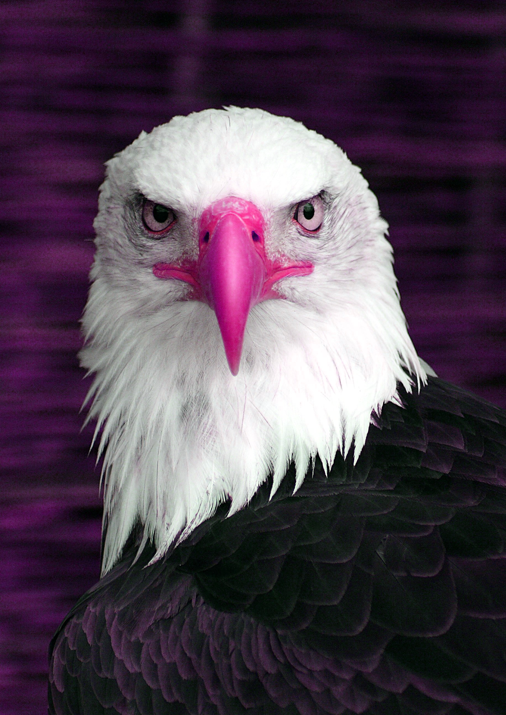 Red Beak Eagle
